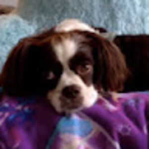 Meet your Posher, Ada